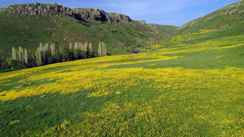 Ağrı'da baharın gelişiyle dağlarda rengarenk çiçekler açtı