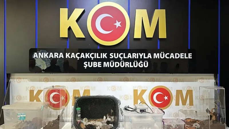 Egzotik Hayvan Operasyonu! Ankara'da Yasak Satış Şoku