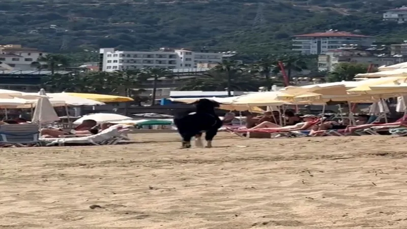 Kurbanlık Keçi Antalya Plajında! Şaşkınlık Yaratan Kaçış