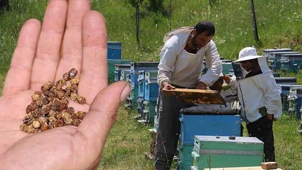 Çöpe gidiyordu, şimdi kilosu 3 bin TL’den satılıyor... 1 kilogram ete eşdeğer protein barındırıyor