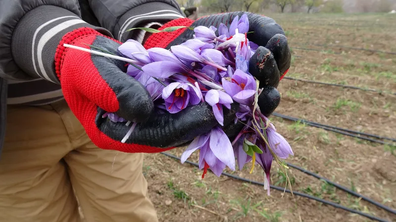 Gramı 600 TL! Yok satıyor, taleplere yetişemiyorlar