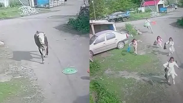 Ağrı'da Kurbanlık Boğa Dehşeti! Çocuklar Ölümden Döndü