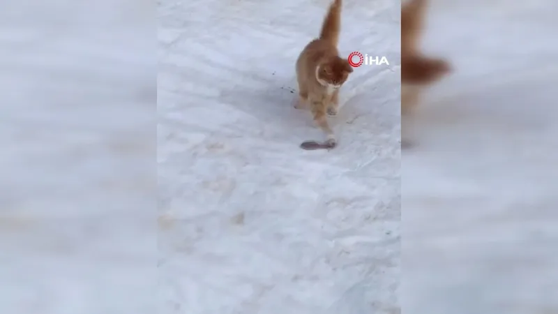 Kedinin yılanla mücadelesi kameraya yansıdı