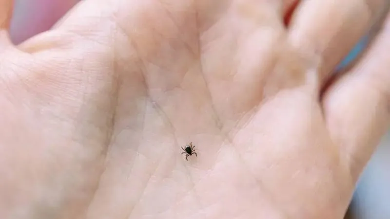 Kene Isırığı Kabusu! İşte Bilmeniz Gereken Her Şey