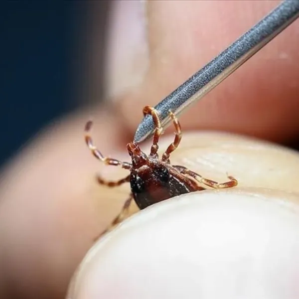 Keneye karşı Türk ve Japon araştırmacılardan saha çalışması