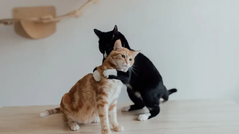 Kediler ve Koku: Bağınızın Sırrı Bu Mu? Şok Olacaksınız!