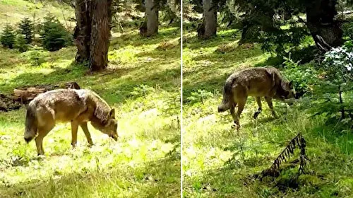 Bozkurt Alarmı! Nesli Tehlikede mi? İşte O Görüntüler