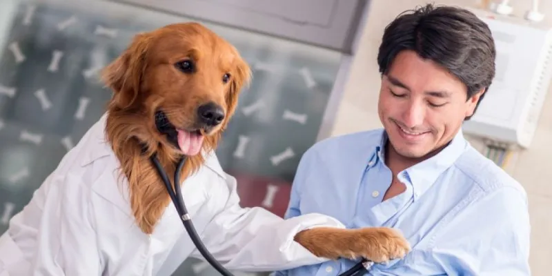 Köpekler Kanser Kokusu Mu Alıyor? Erken Teşhis Devrimi!