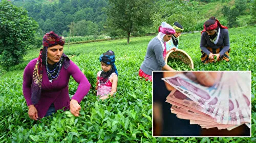 Çay Üreticileri Bayram Etti! 2025 Yaş Çay Fiyatı Açıklandı!