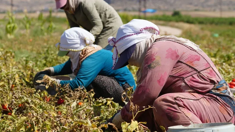 Denizli Tarım İşçisi Yevmiyesi Ne Kadar? İşte 2025 Fiyatları!