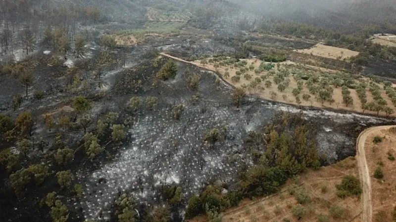 Sakarya’da ciğerlerimiz yanıyor! Hasarın boyutu gün ağarınca ortaya çıktı