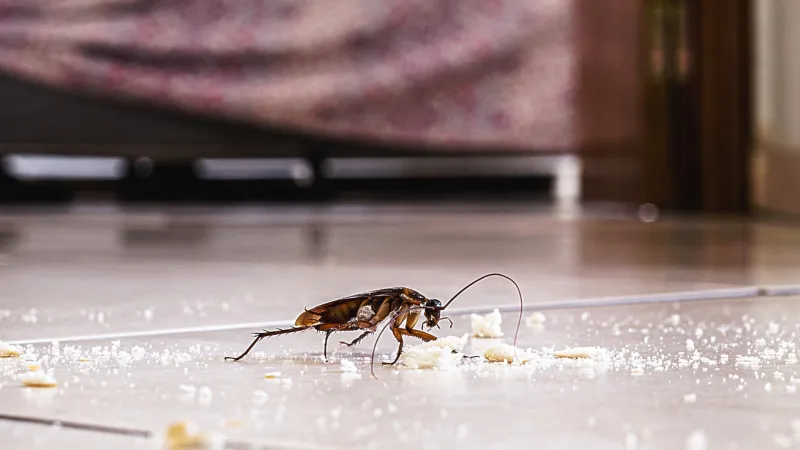 Evdeki Böceklerden Anında Kurtulmanın Şok Eden Yolu!