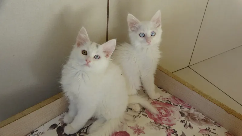 Van Kedisi Tehlikesi Bitti Mi? Kırmızı Alarm Kalktı!